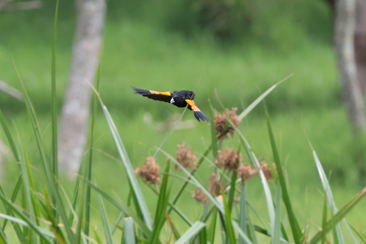Fan-tailed Widowbird - ML645218057