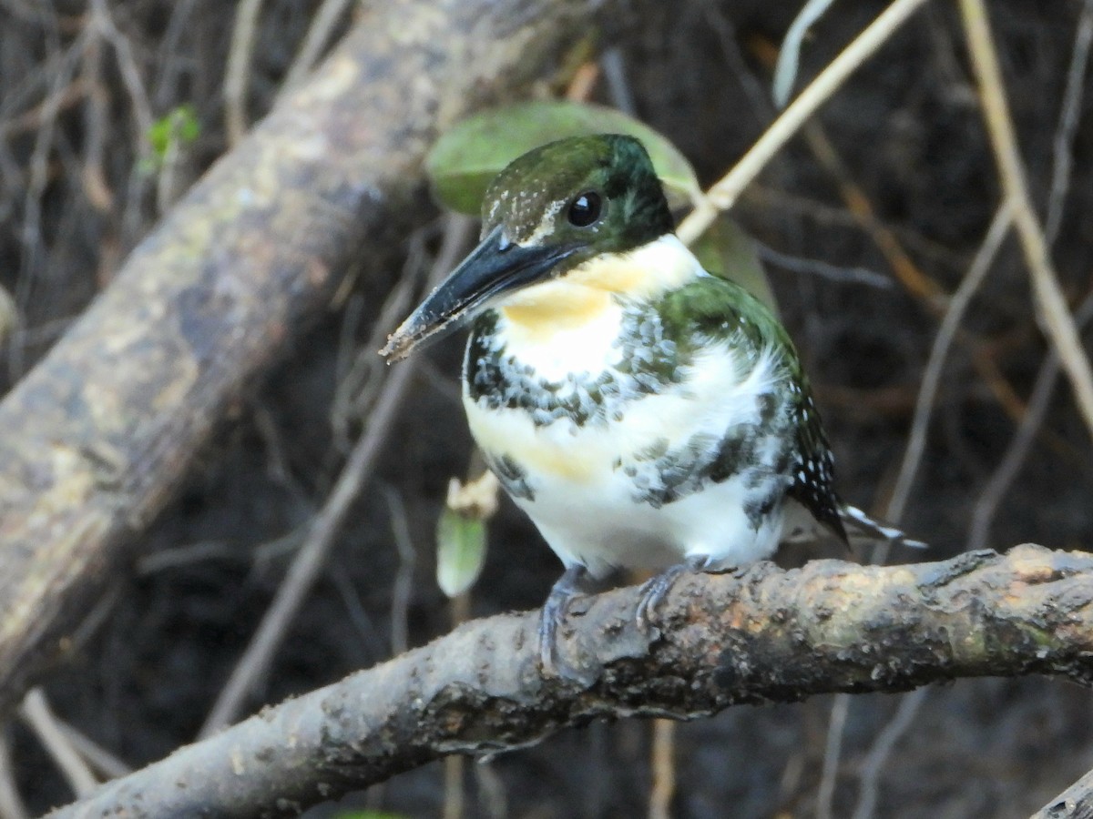 Green Kingfisher - ML645218058