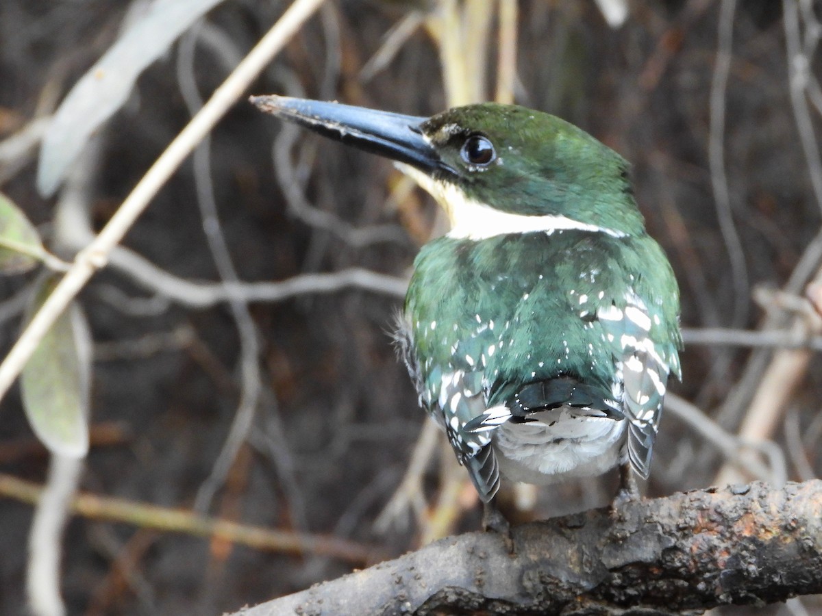 Green Kingfisher - ML645218059