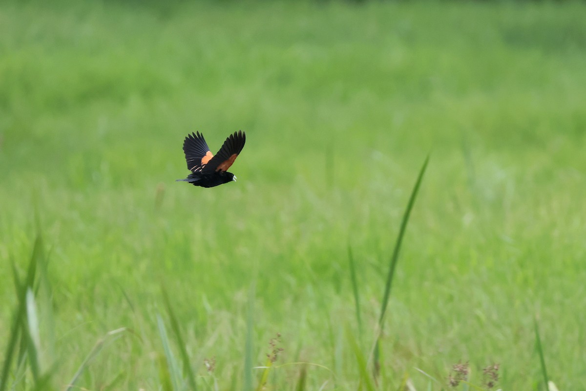 Fan-tailed Widowbird - ML645218060