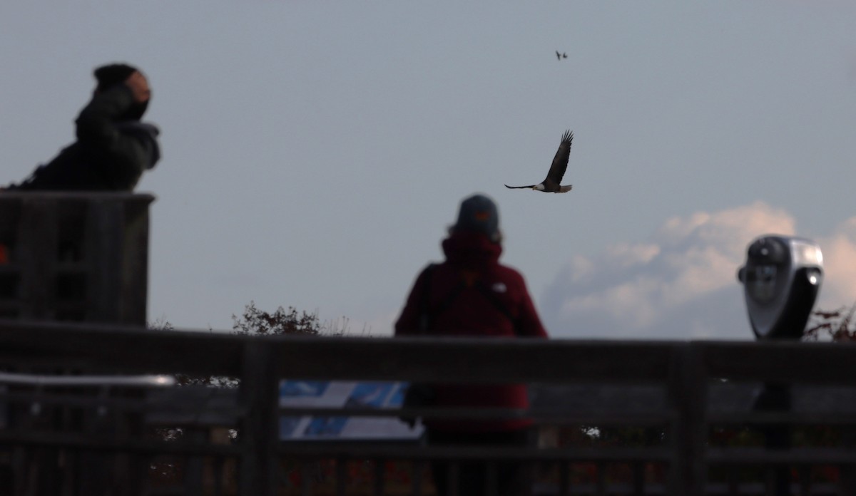 Bald Eagle - ML645218061