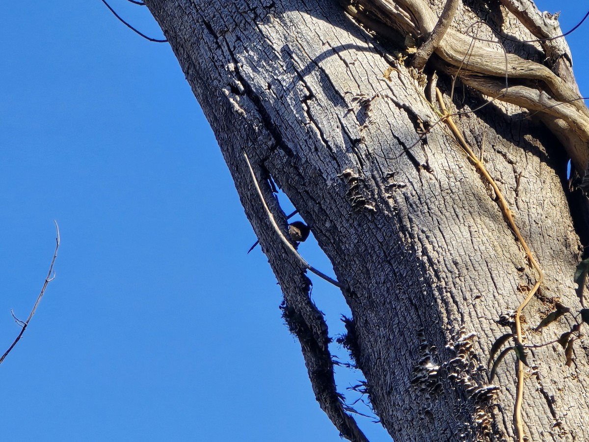 Winter Wren - ML645218062