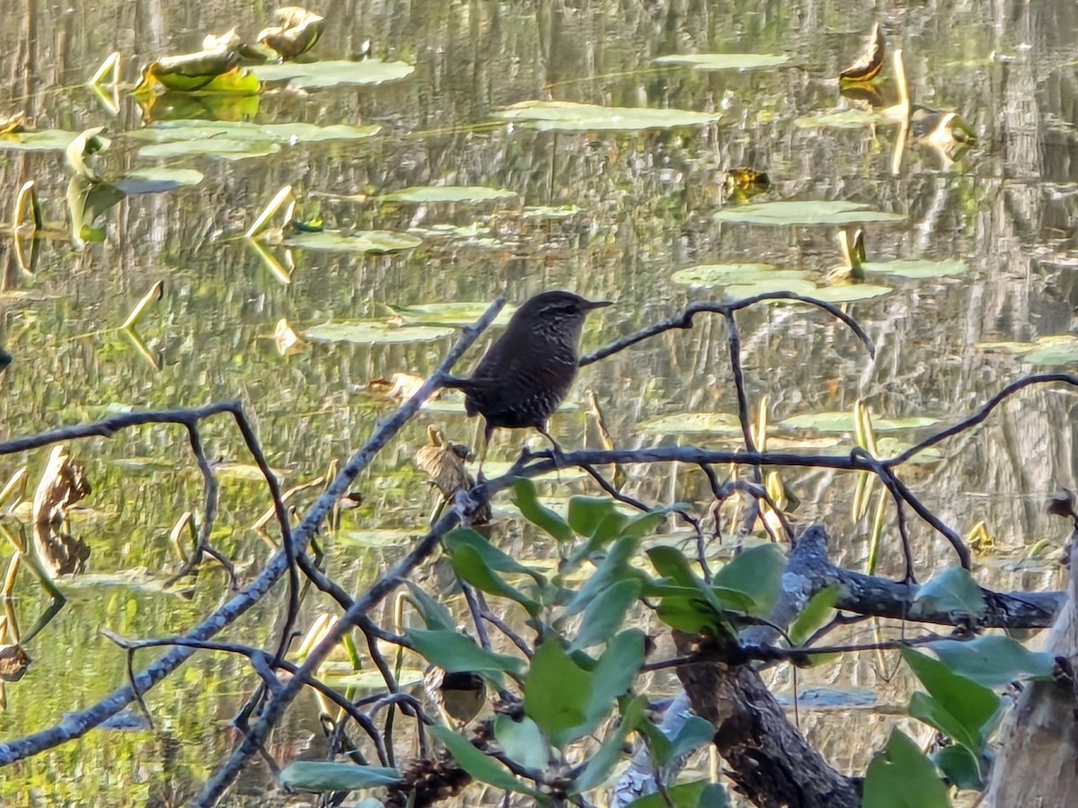 Winter Wren - ML645218063
