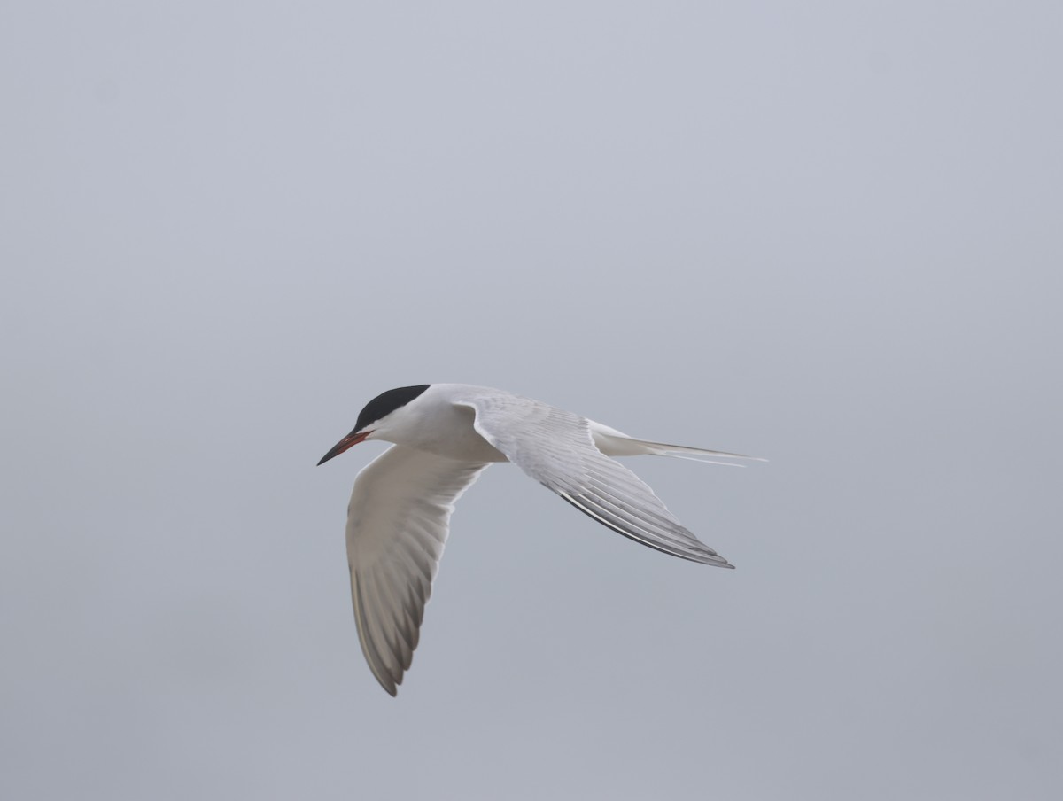 Common Tern - ML645218067