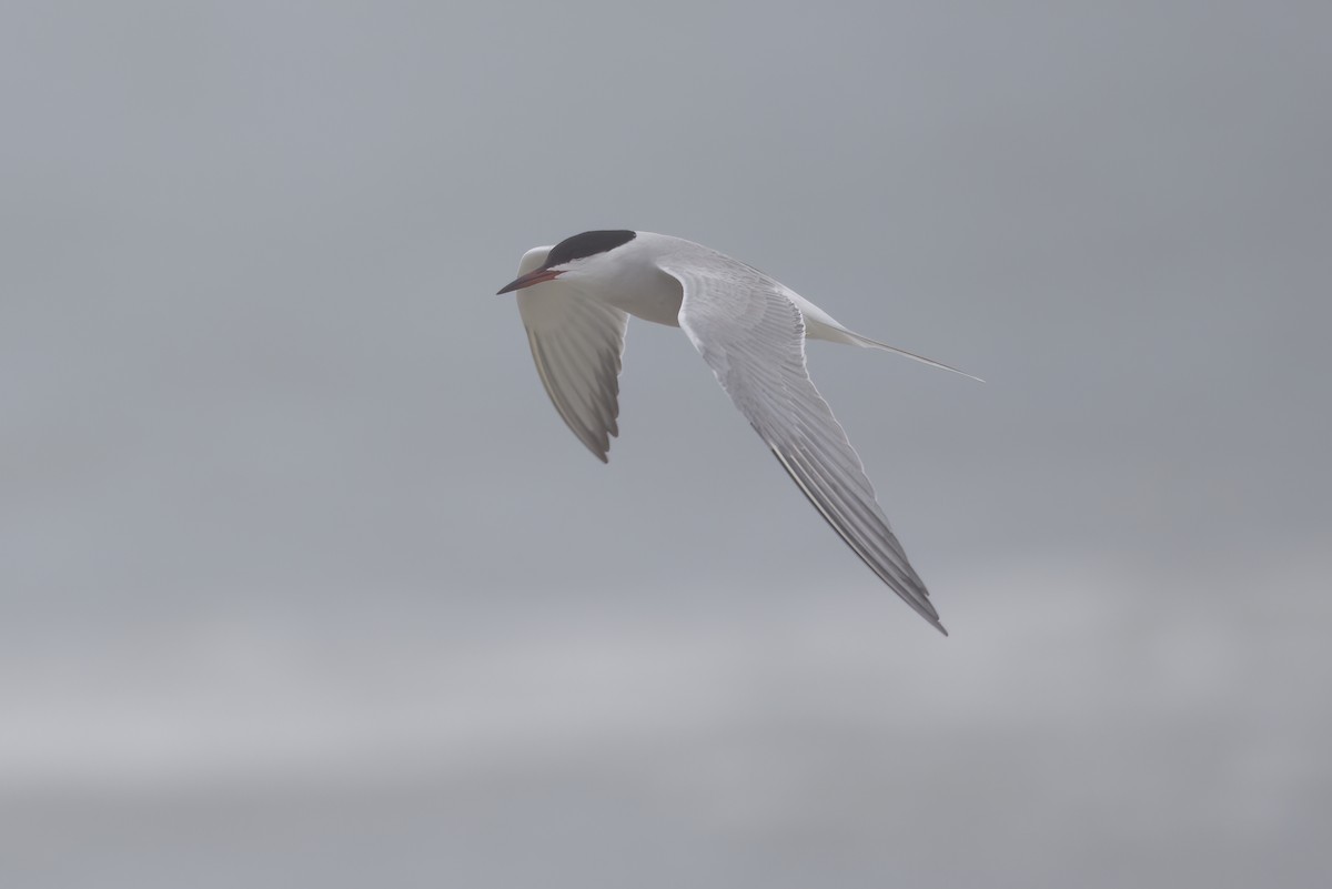 Common Tern - ML645218068