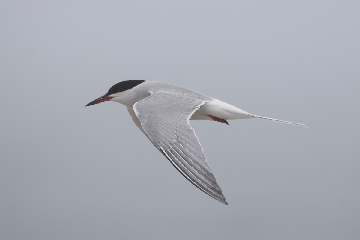 Common Tern - ML645218069