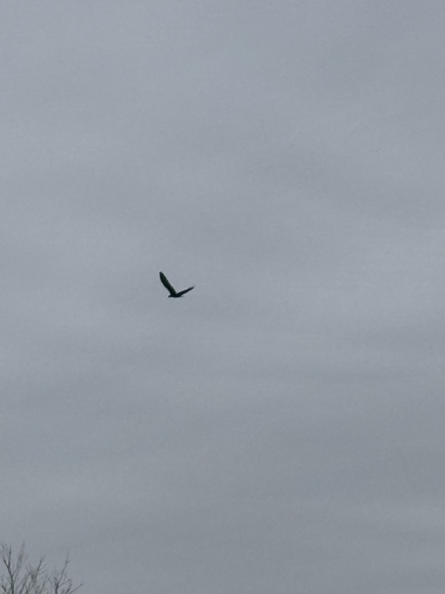 Turkey Vulture - ML645218071