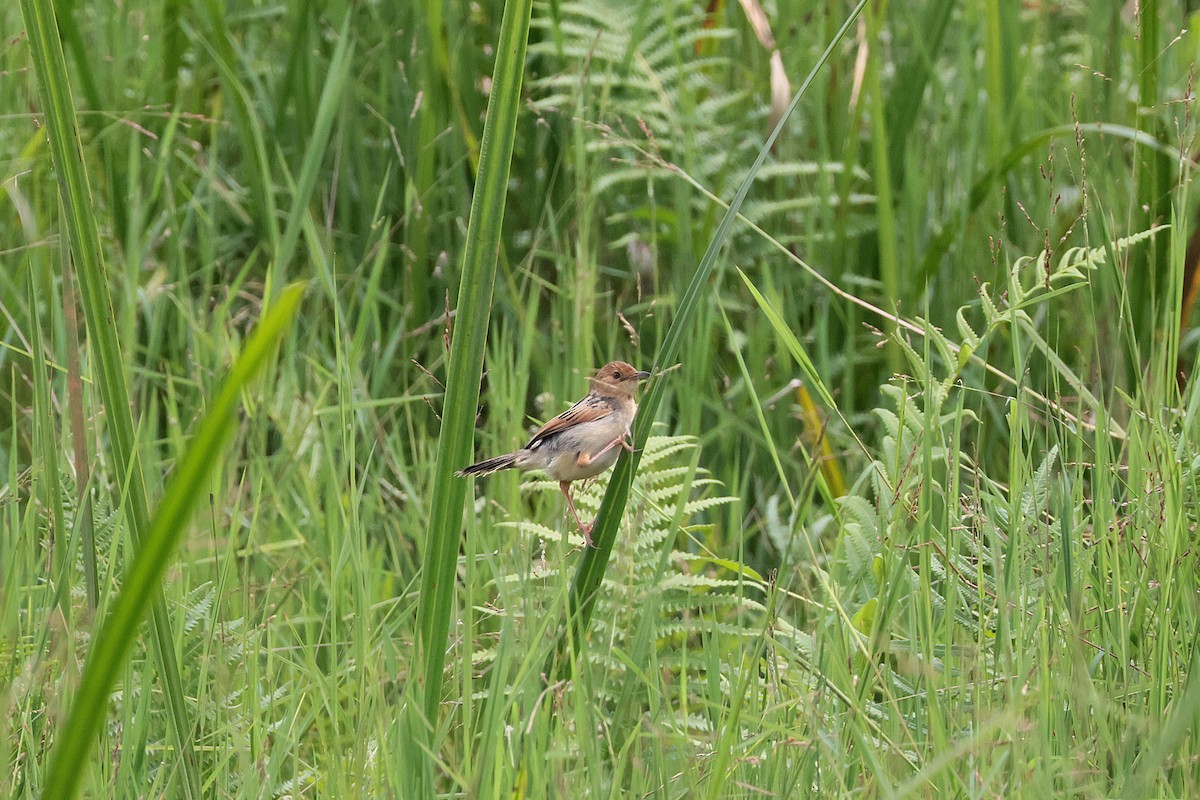 Winding Cisticola - ML645218072