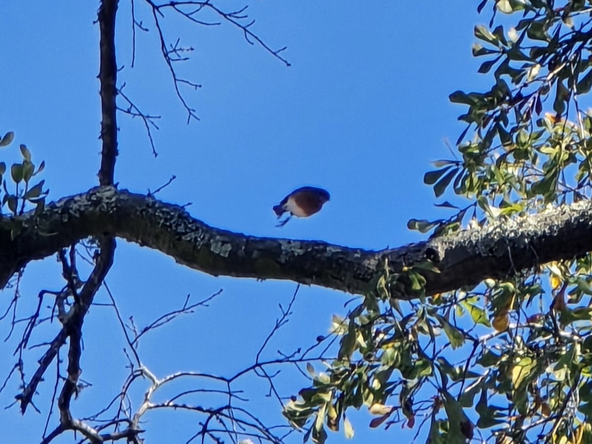 Eastern Bluebird - ML645218074
