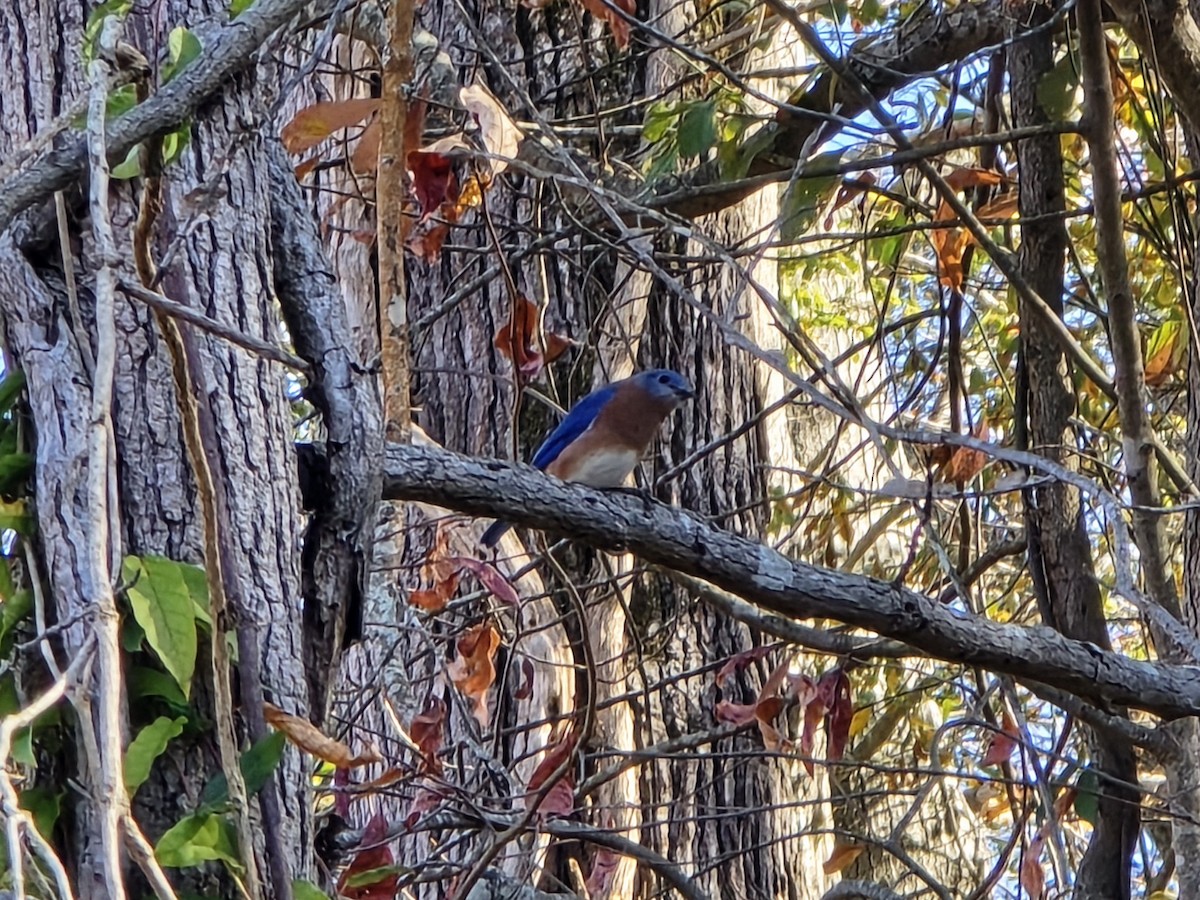 Eastern Bluebird - ML645218075