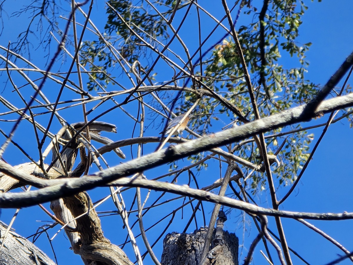 Eastern Bluebird - ML645218076