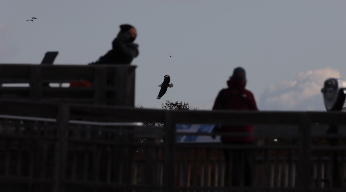 Bald Eagle - ML645218080