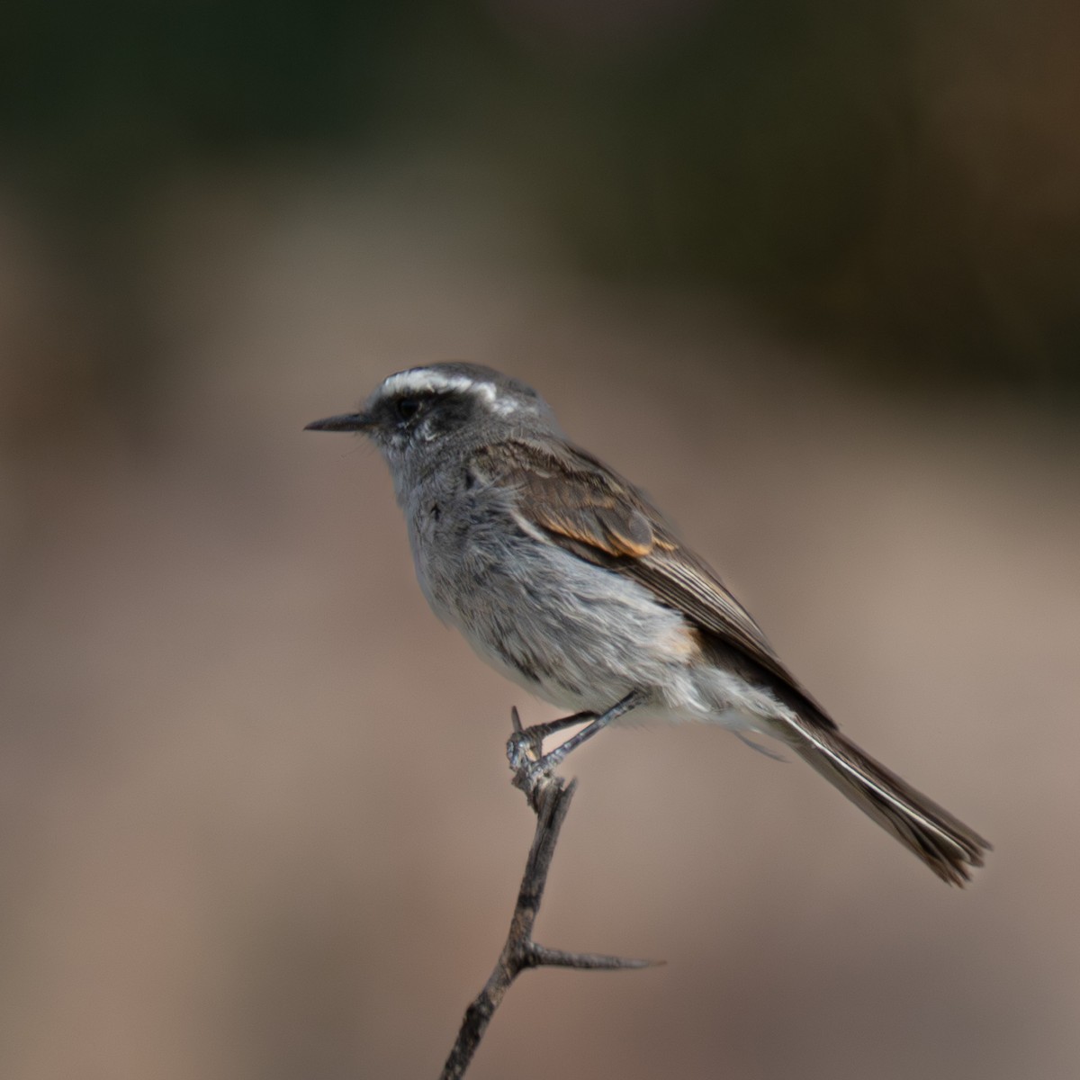White-browed Chat-Tyrant - ML645218081