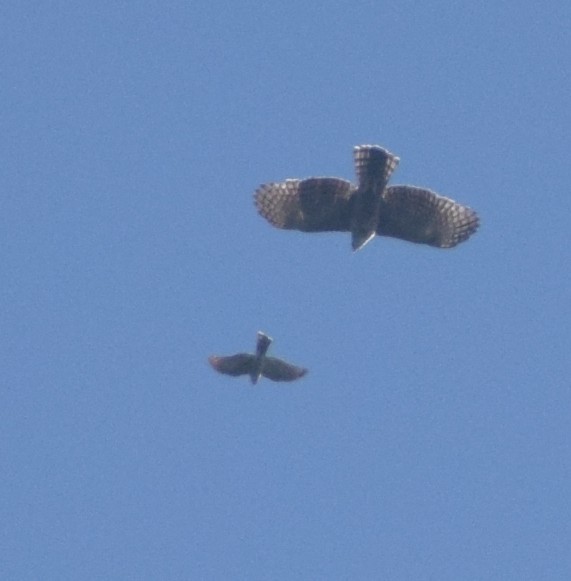 diurnal raptor sp. - ML645218083