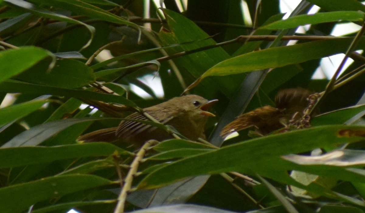 Rufous-fronted Babbler - ML645218088