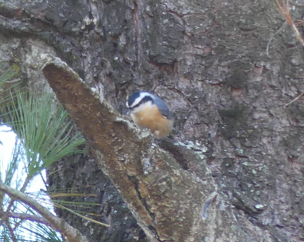 Red-breasted Nuthatch - ML645218089