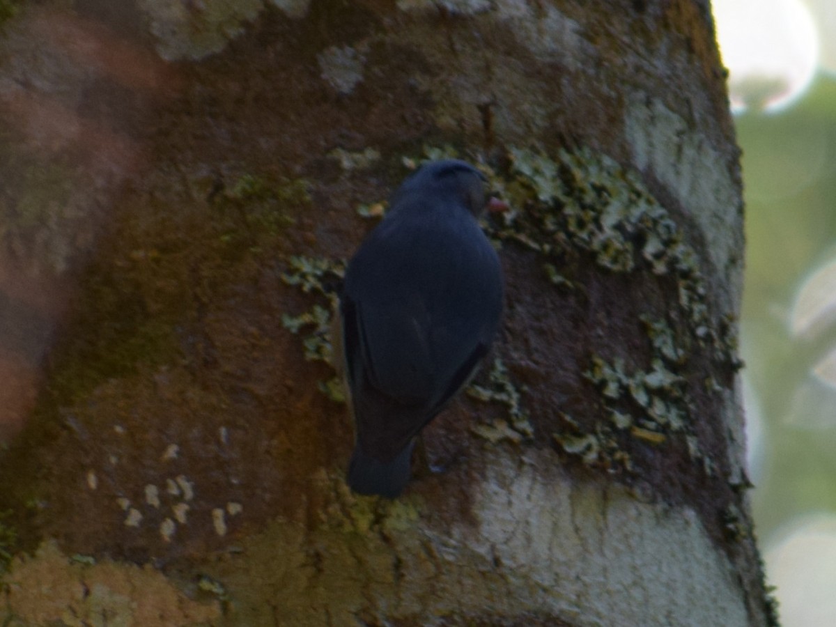 Velvet-fronted Nuthatch - ML645218095