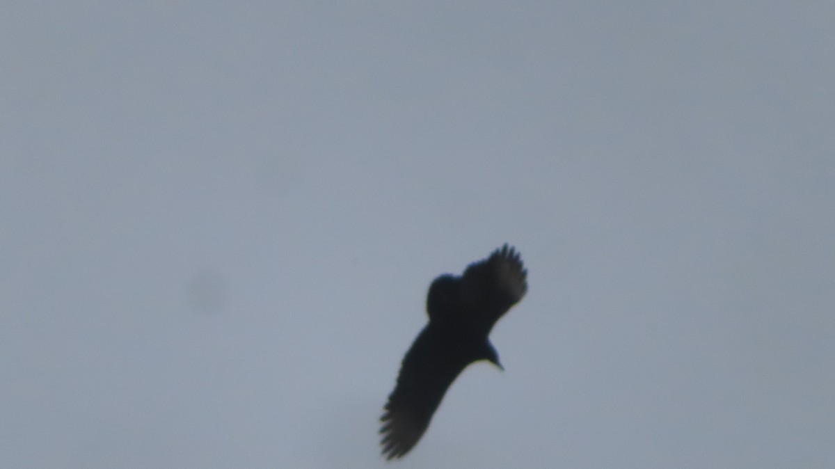 Чёрная катарта - ML645218097