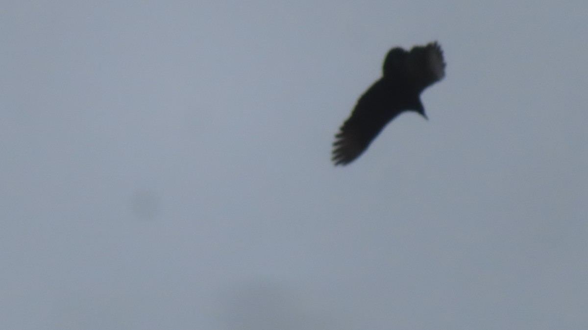 Чёрная катарта - ML645218102