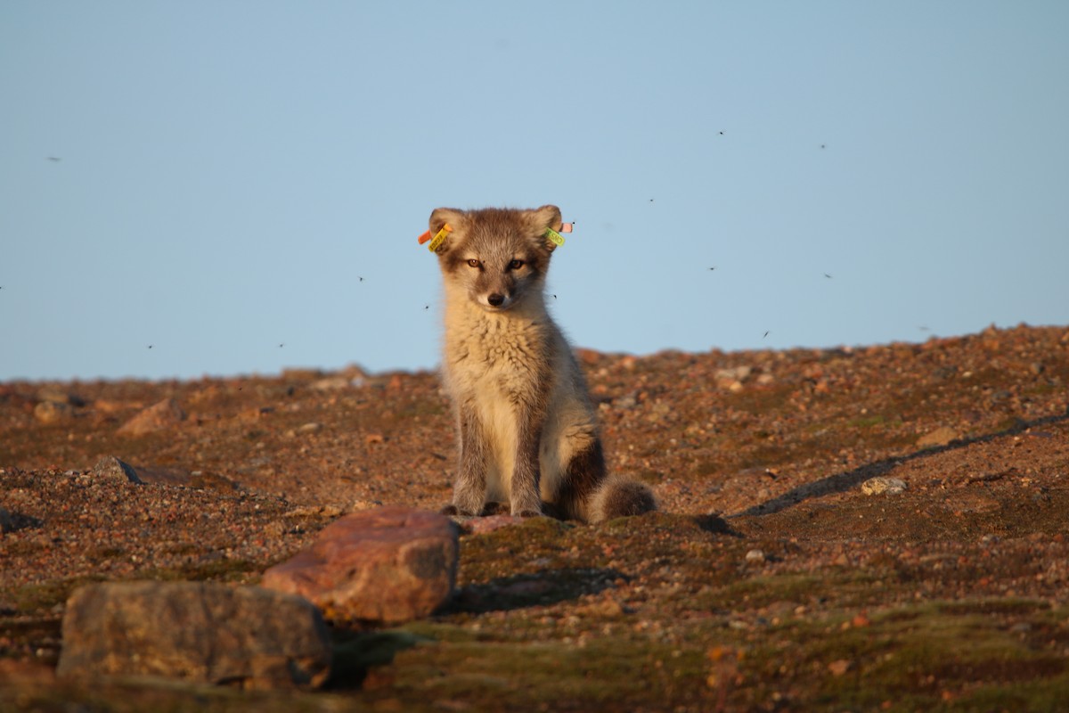 Arctic Fox - ML645218103