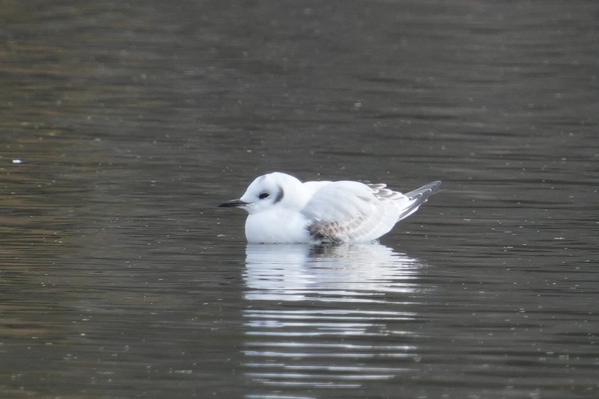 Bonaparte's Gull - ML645218126