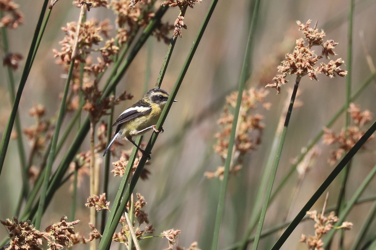 Many-colored Rush Tyrant - ML645218131