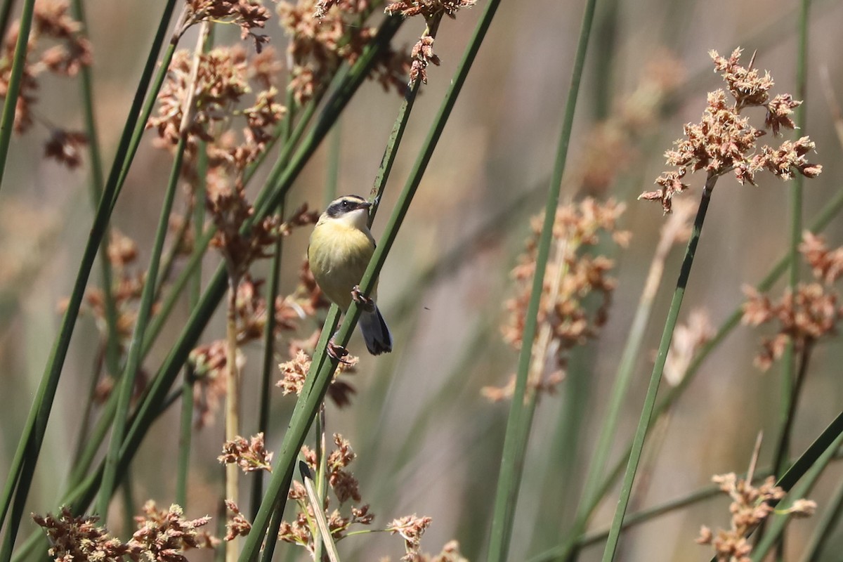 Many-colored Rush Tyrant - ML645218132