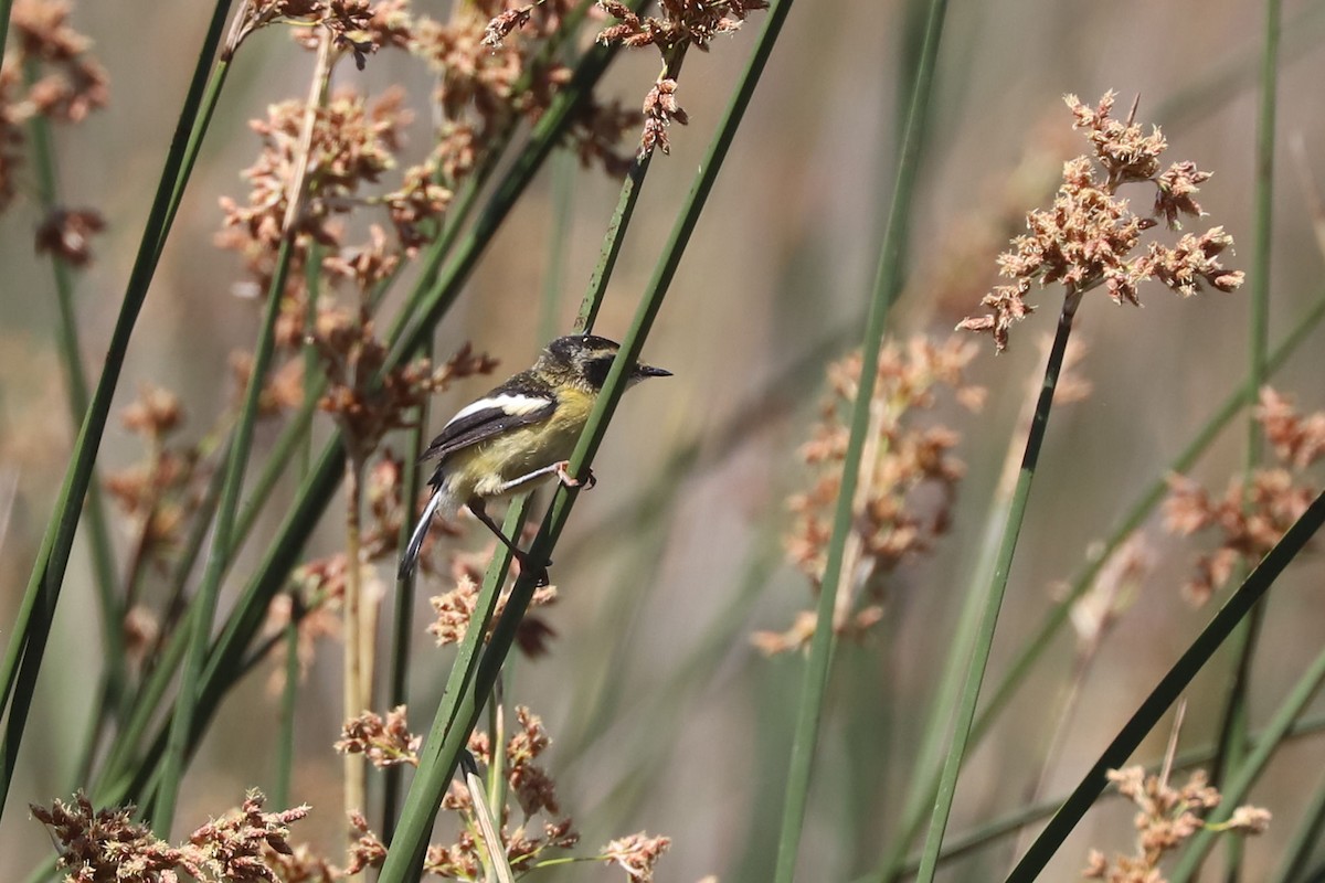 Many-colored Rush Tyrant - ML645218133