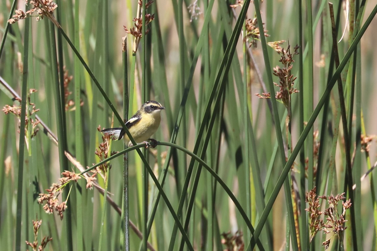 Many-colored Rush Tyrant - ML645218134