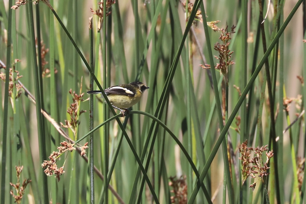 Many-colored Rush Tyrant - ML645218135