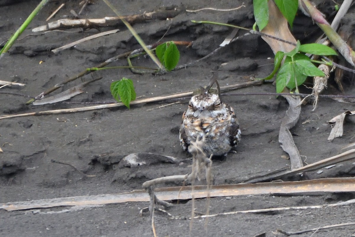 Ladder-tailed Nightjar - ML645218137