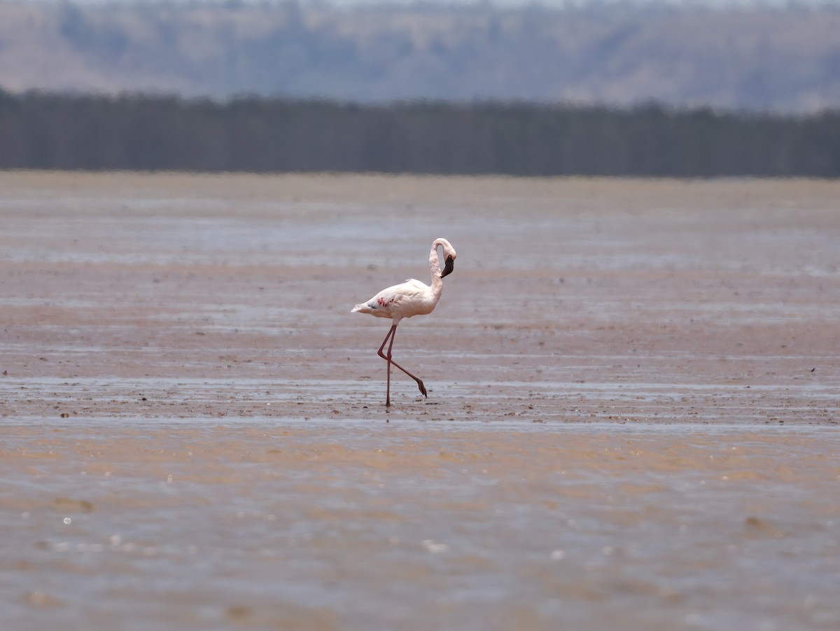 Zwergflamingo - ML645218141