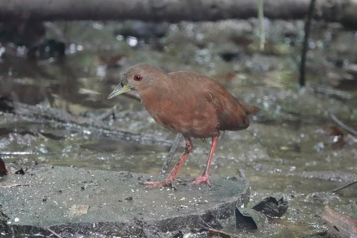 Uniform Crake - ML645218147