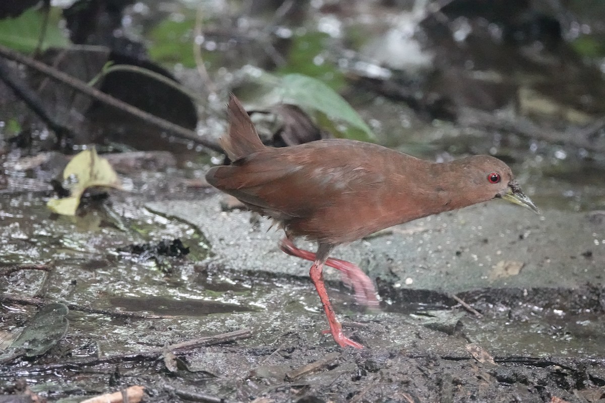 Uniform Crake - ML645218148