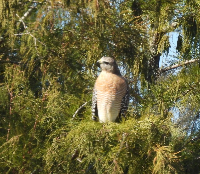 Red-shouldered Hawk - ML645218150