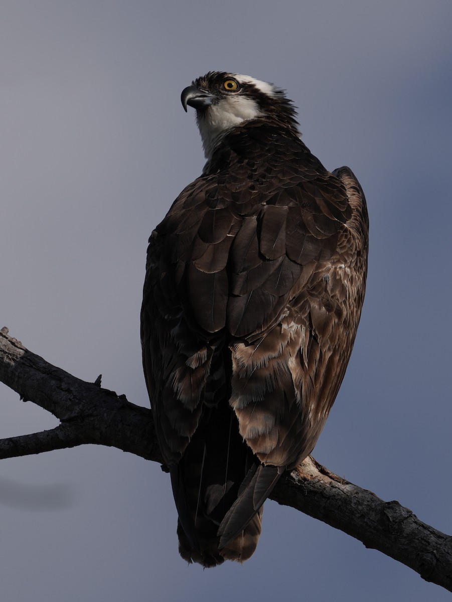 Osprey - ML645218151