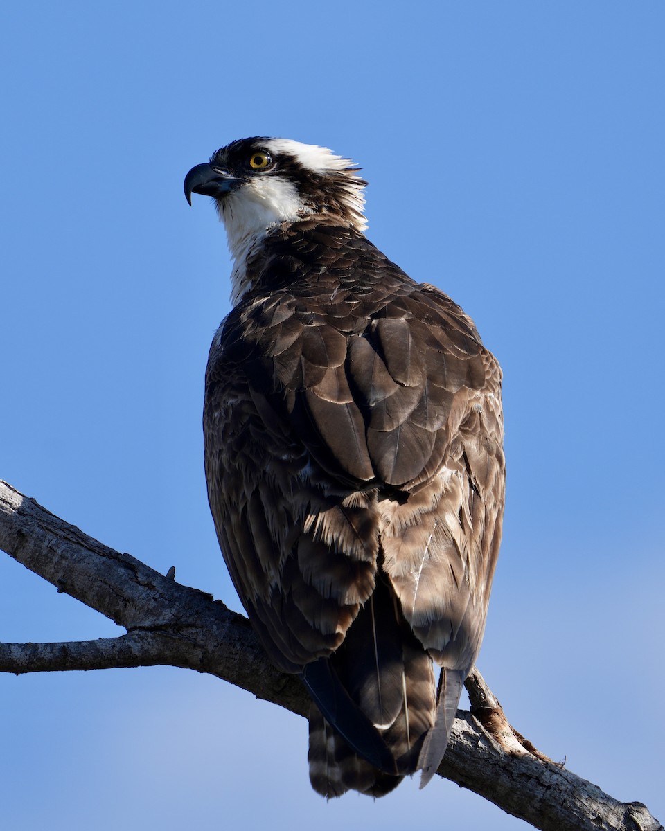 Osprey - ML645218152