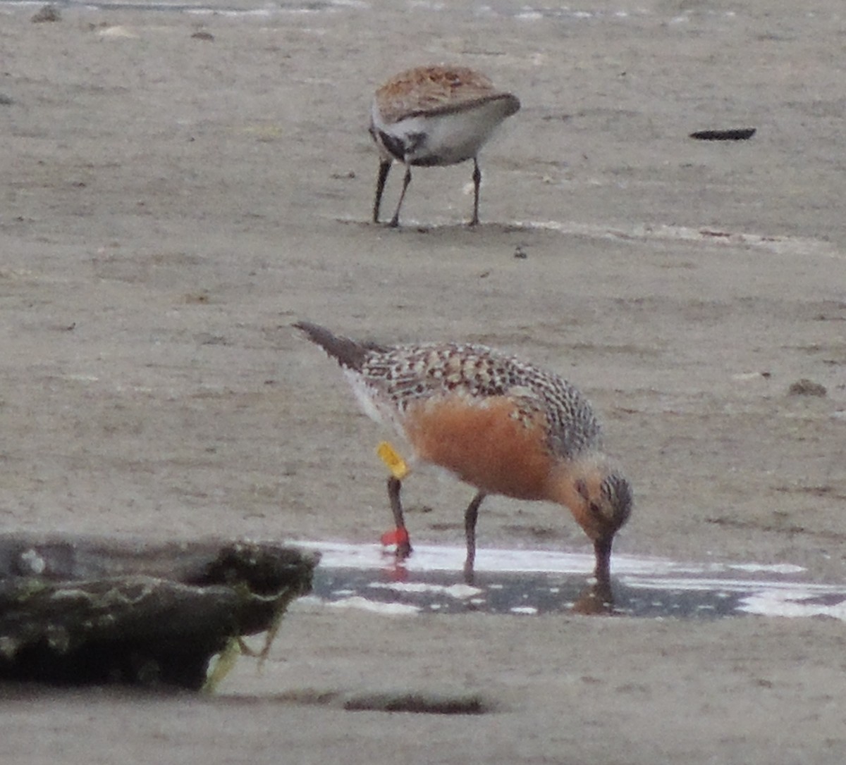 Red Knot - ML645218157