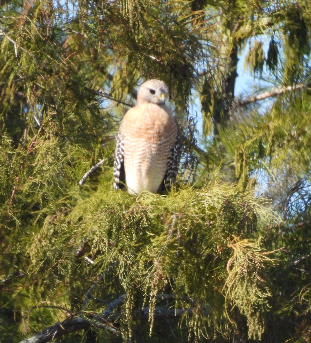 Red-shouldered Hawk - ML645218159