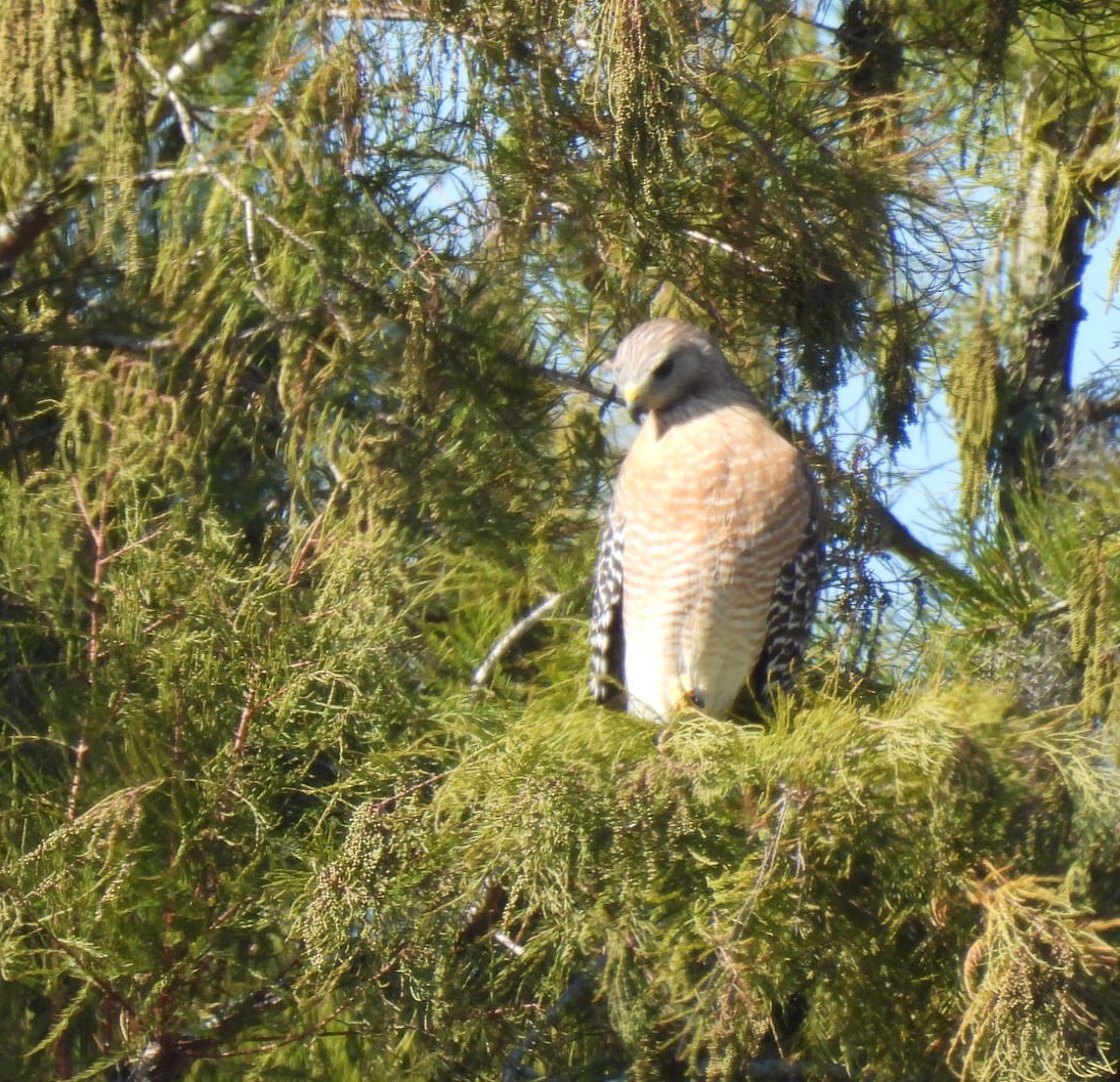Red-shouldered Hawk - ML645218163