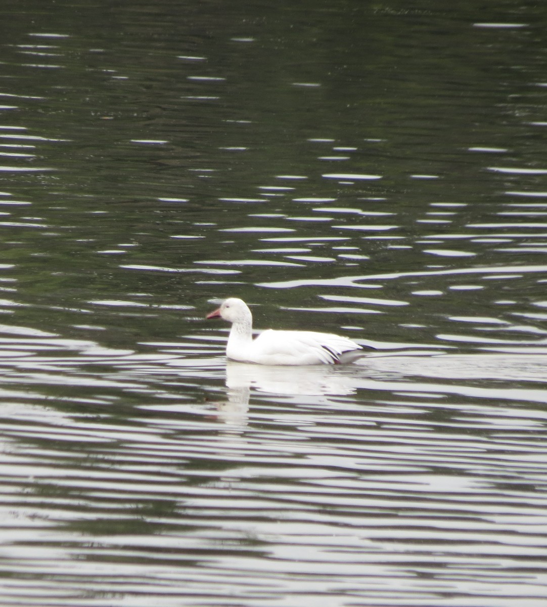 ハクガン - ML645218166