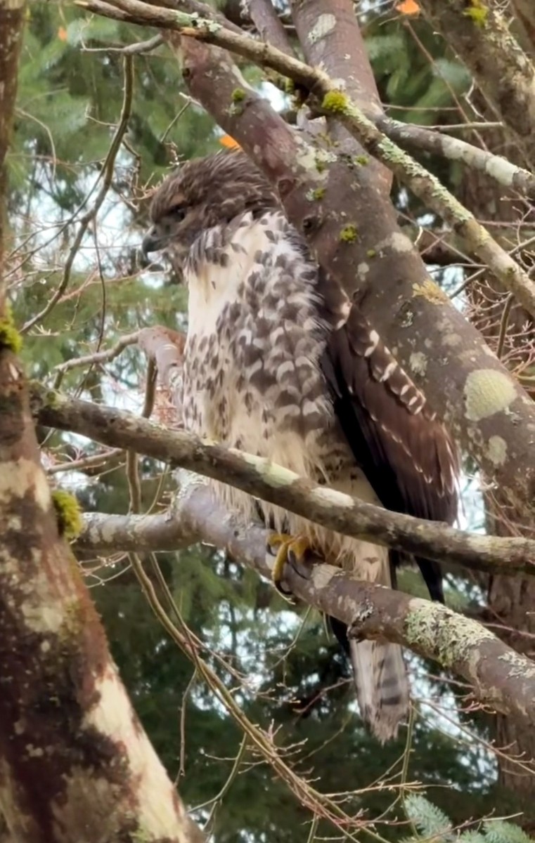 Red-tailed Hawk - ML645218167