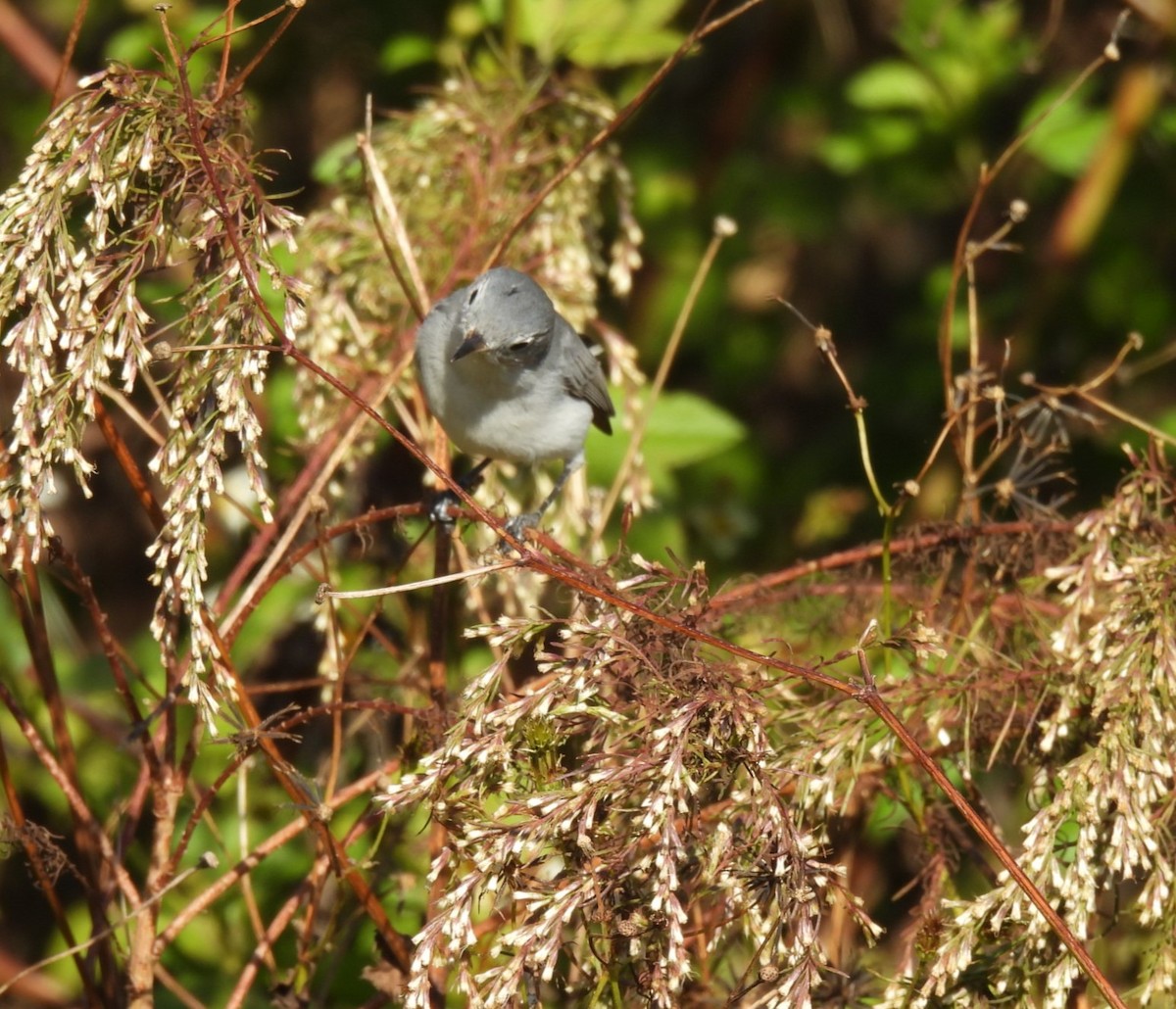 Blue-gray Gnatcatcher - ML645218176