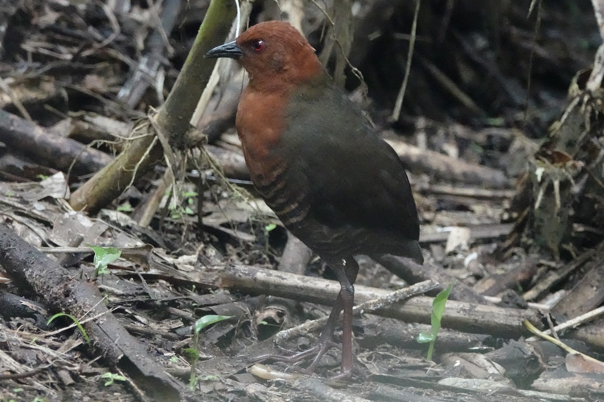 Black-banded Crake - ML645218181