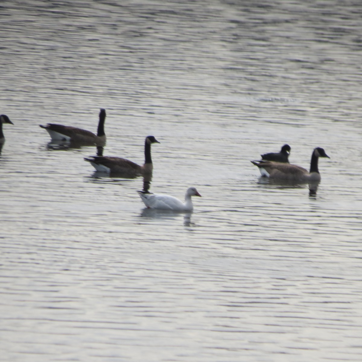 ハクガン - ML645218182