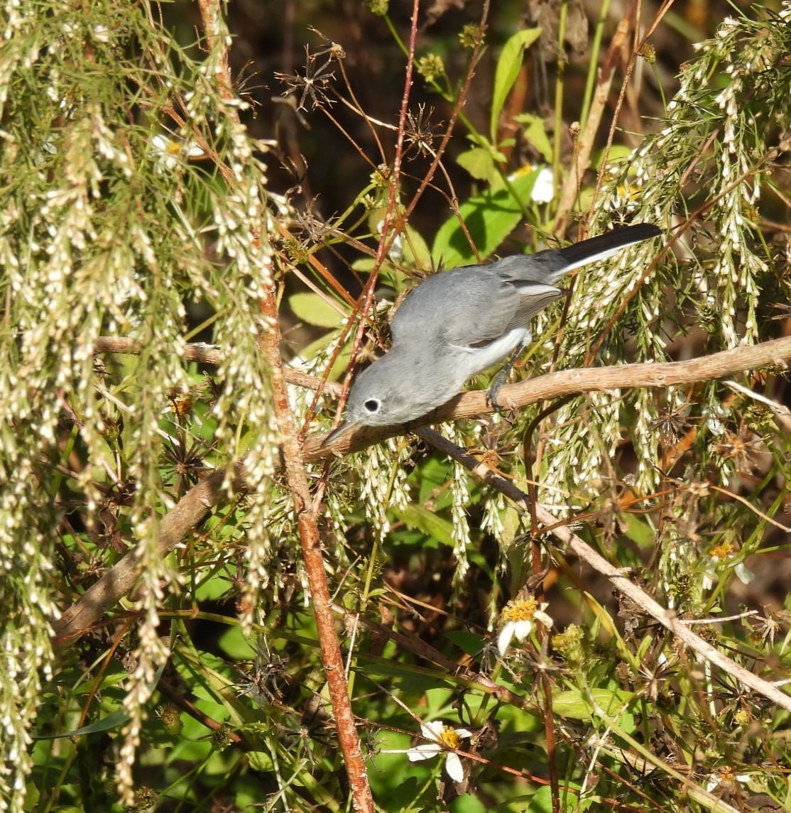 Blue-gray Gnatcatcher - ML645218183