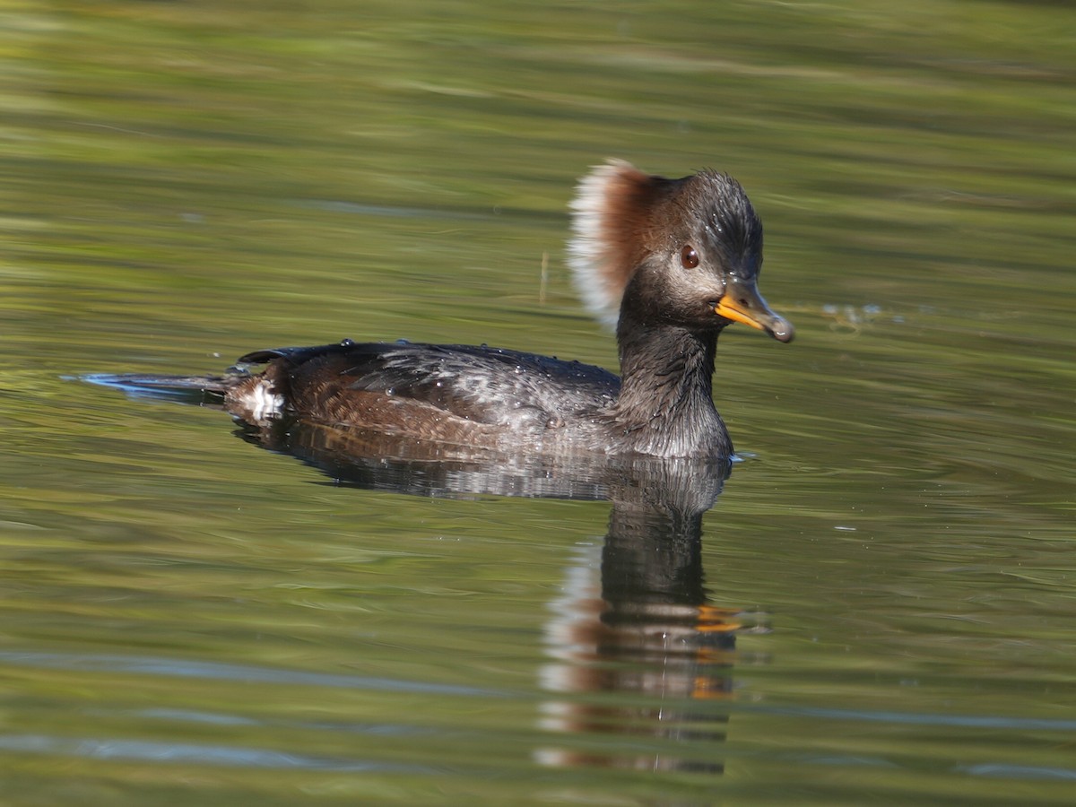 Hooded Merganser - ML645218185