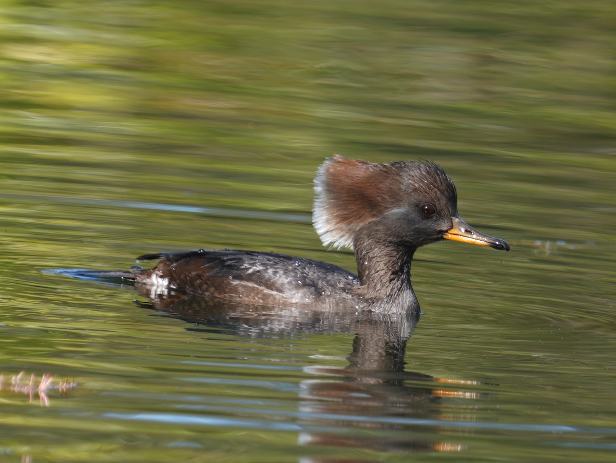 Hooded Merganser - ML645218186