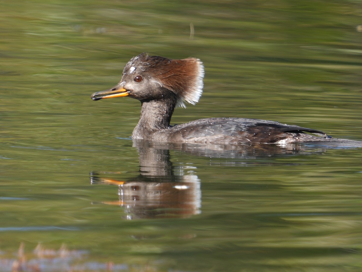 Hooded Merganser - ML645218187