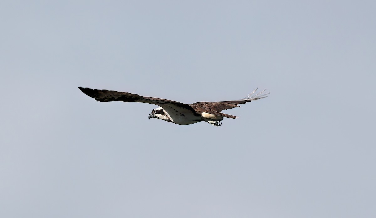 שלך - ML645218194